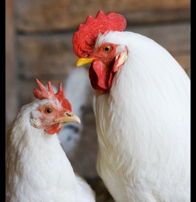 Продается Петух и Курица.