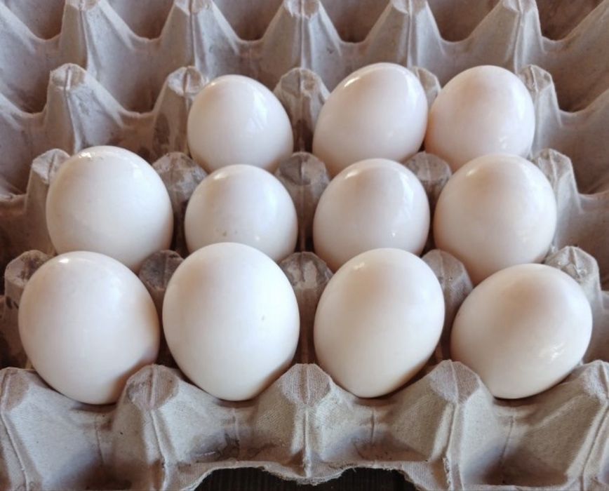 Vand oua de rata pentru incubat !!!