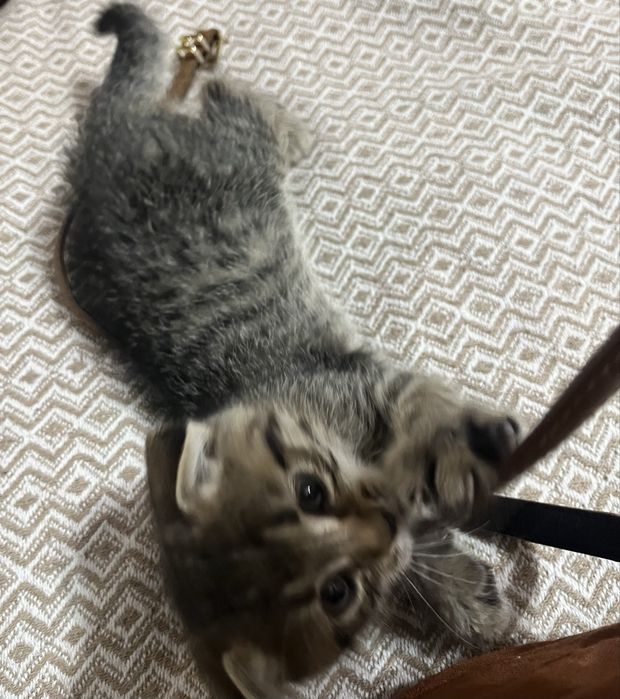 Вислоухий Скотиш Фолд котенок