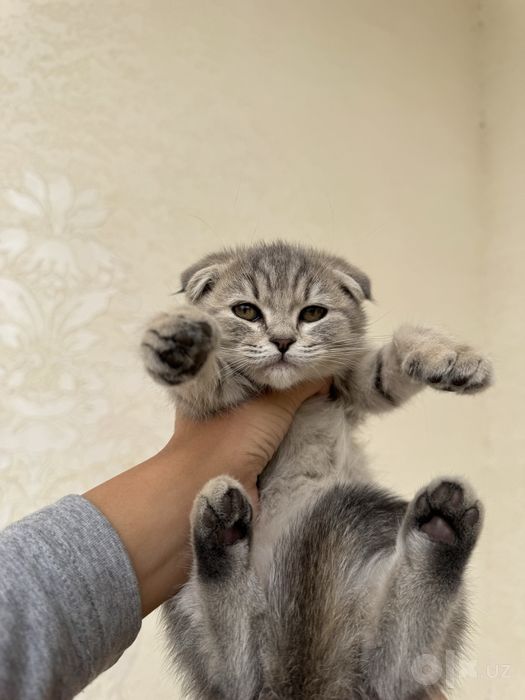 Mushuk bolasi scottish fold