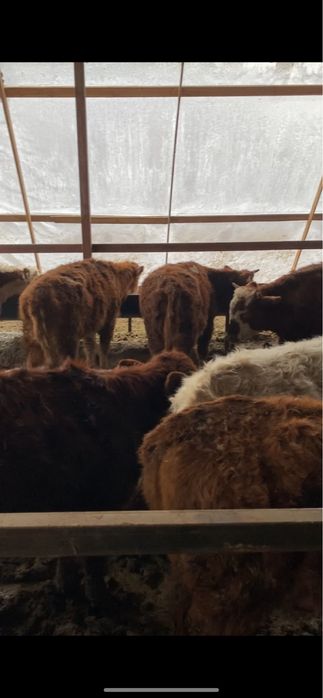 Патсостар 21 бас 2ай 28 кун жемде тур……..