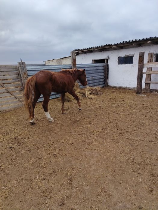 Айгыр сатылады...