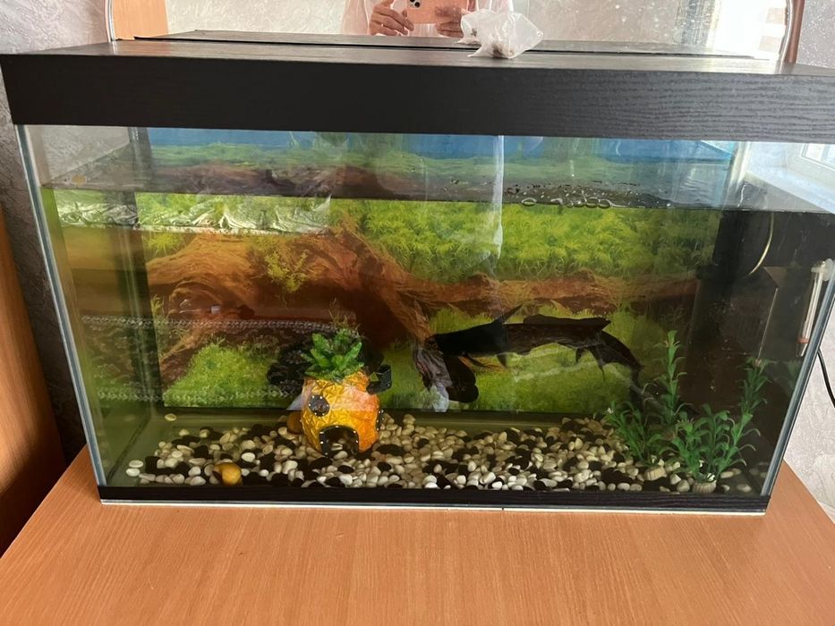 Аквариум на 100 литров