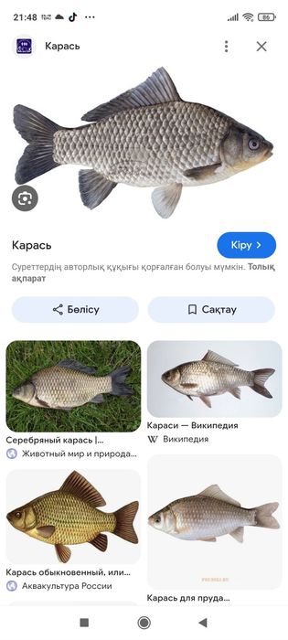 Карась бар свежый