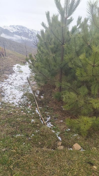 Крим сосналари сотилади