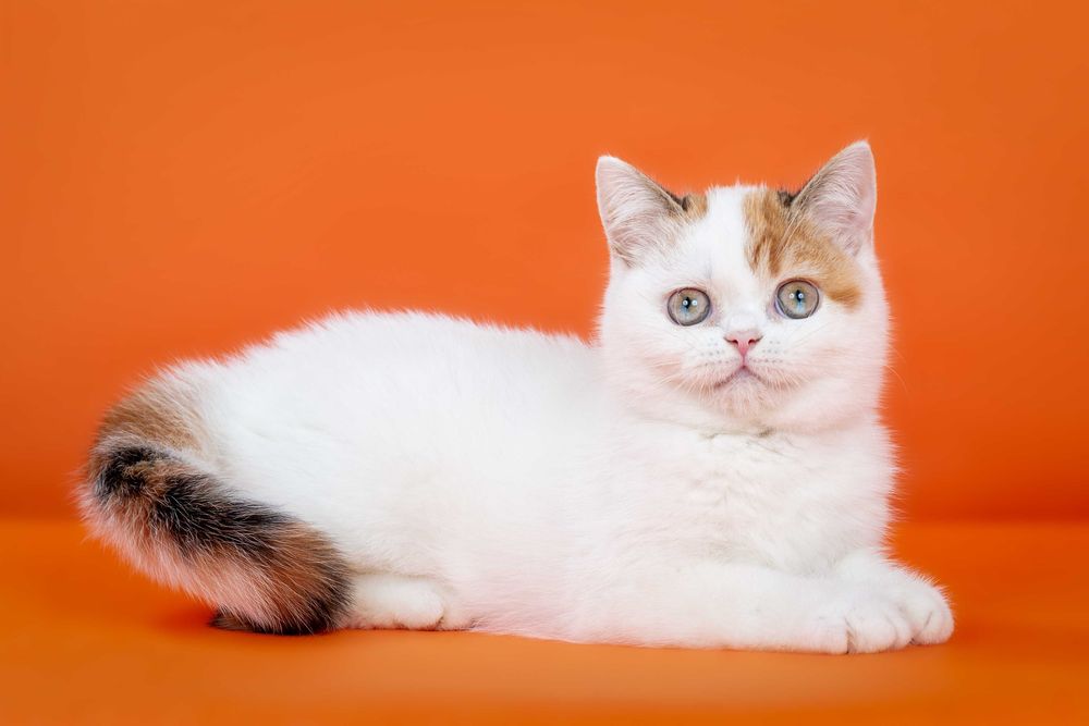 Шотландская кошечка