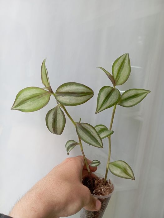 Комнатные  цветы