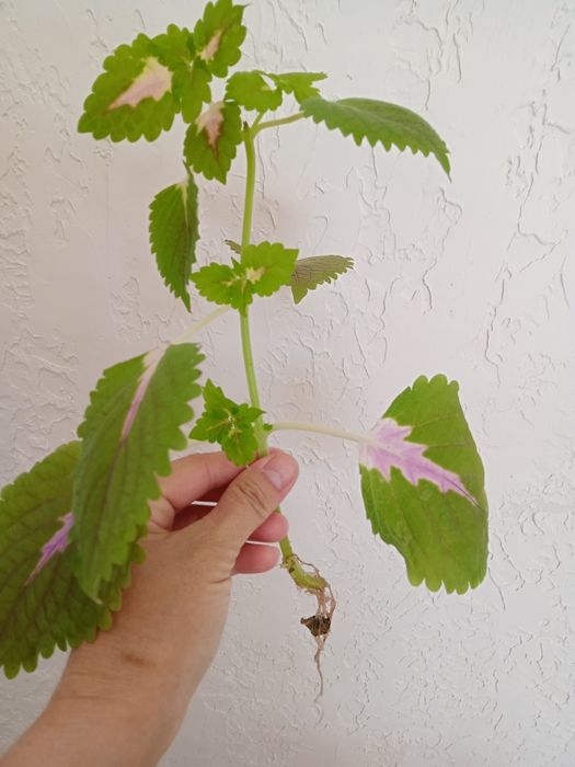 Продам Колеус 500тг