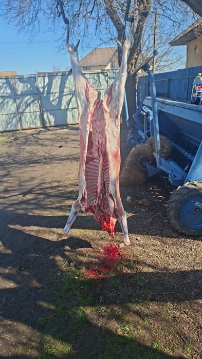 Vand berbeci castrati si tapi castrati