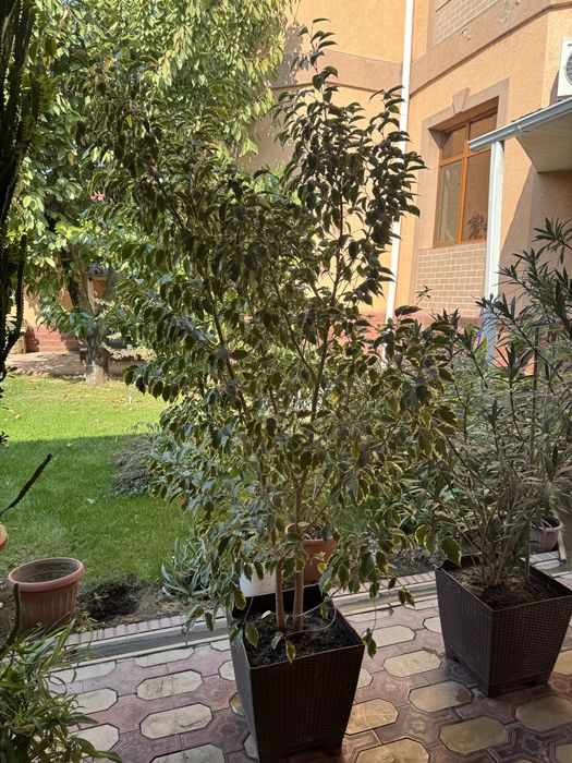 Продам цветы цветущие,свежая пересадка
