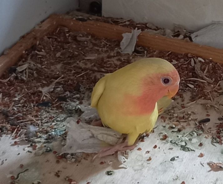 Птенец неразлучники