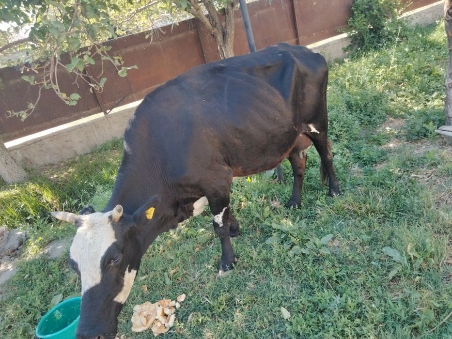 Қыз сиыр сатылады өте жақсы!