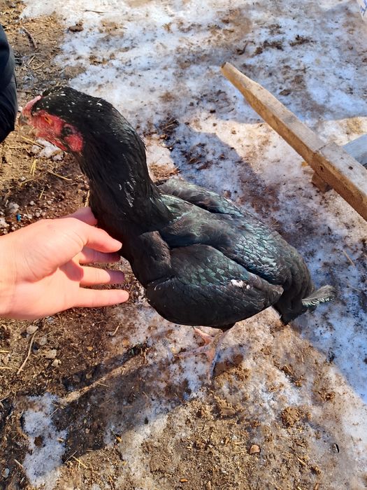 Дакан тауық тар сатлат