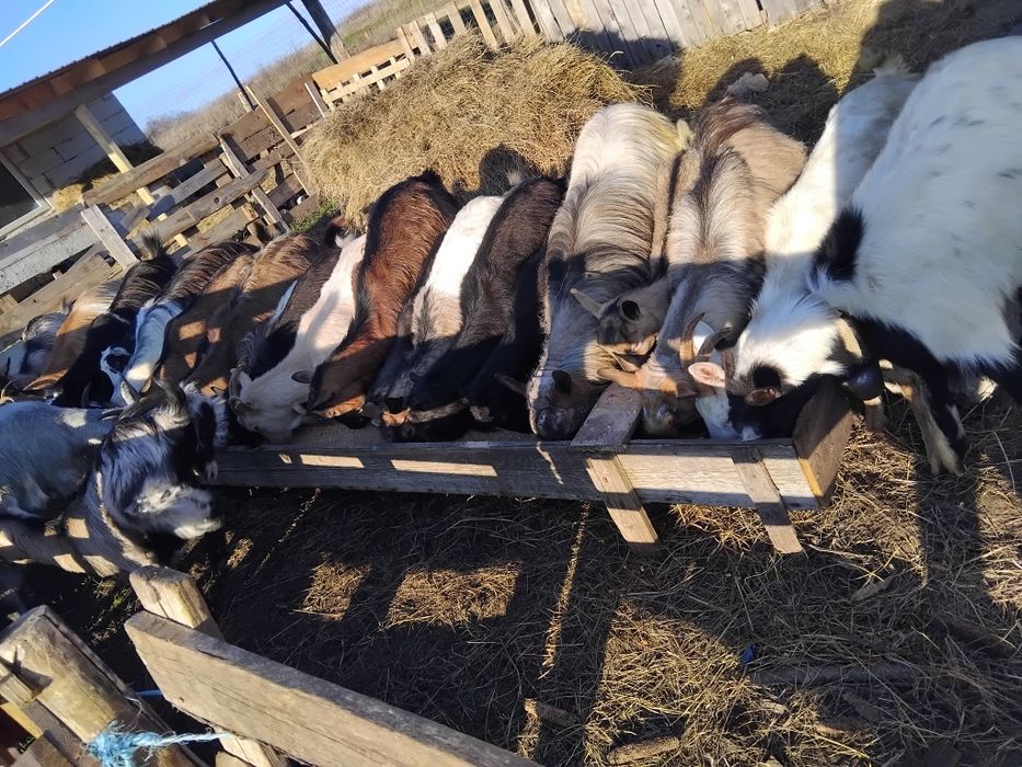 Capre gestante  tinere