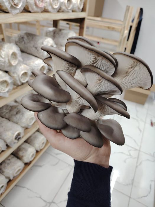 Экологически чистые грибы Вешенка