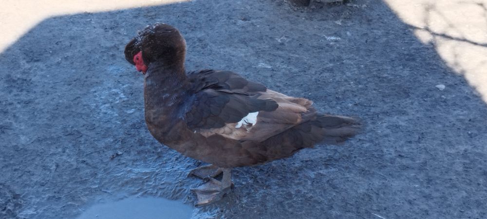 Vând ,schimb rățoi și  rațe mute