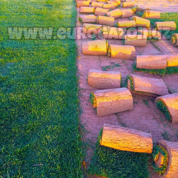 Рулонные газоны установка доставка а также оптом