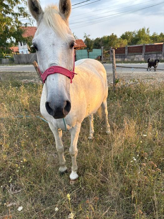 Vând cal, 13ani, nu a fost batut și e foarte cuminte