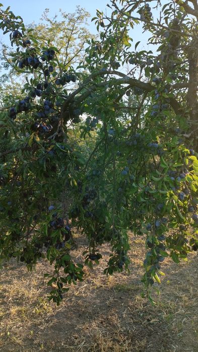 Prune negre de vanzare