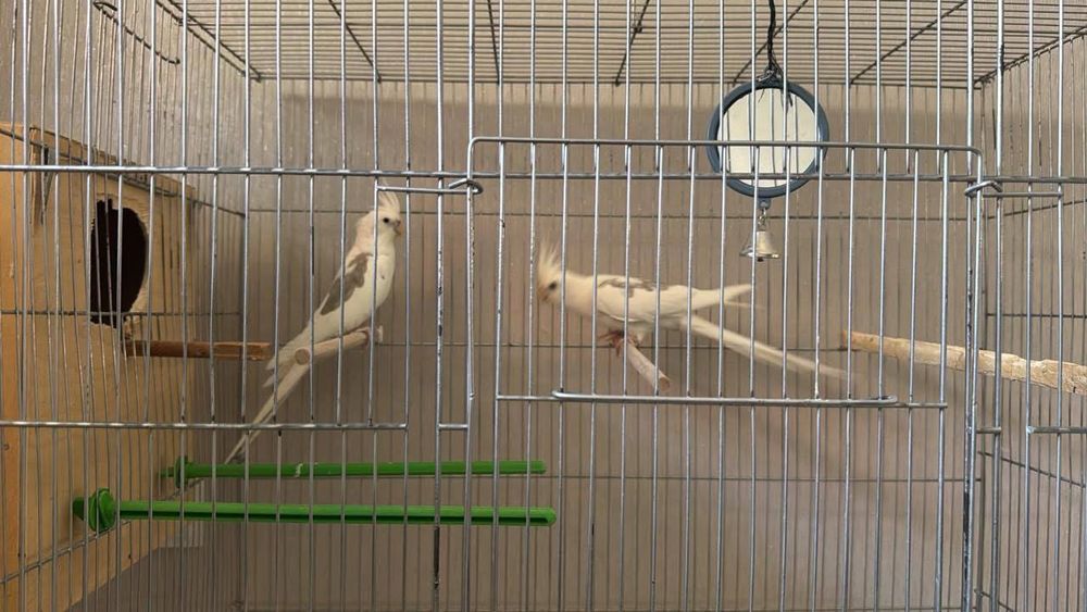 Продам попугаев Корелла