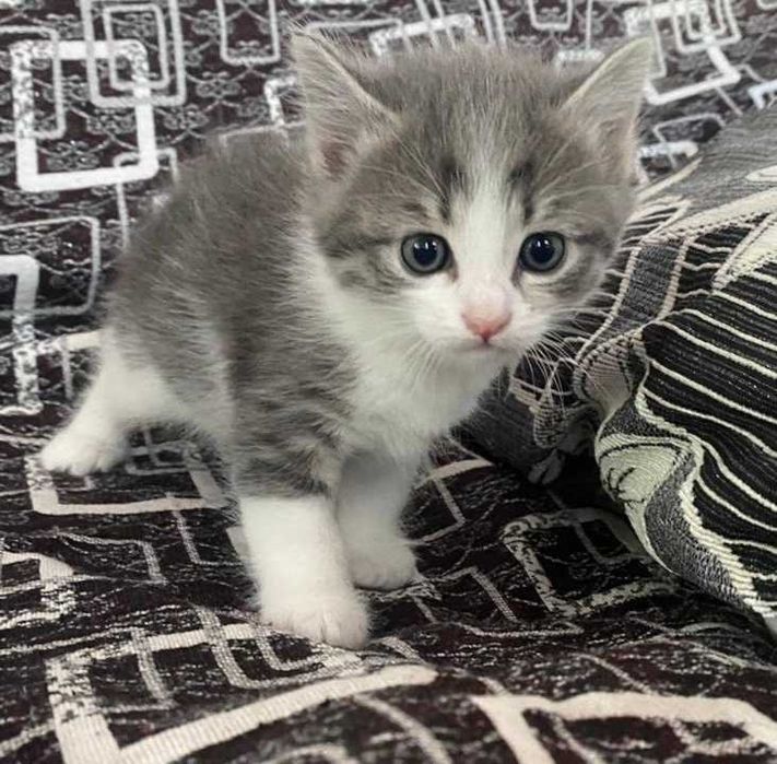 Котята отдам в хорошие руки