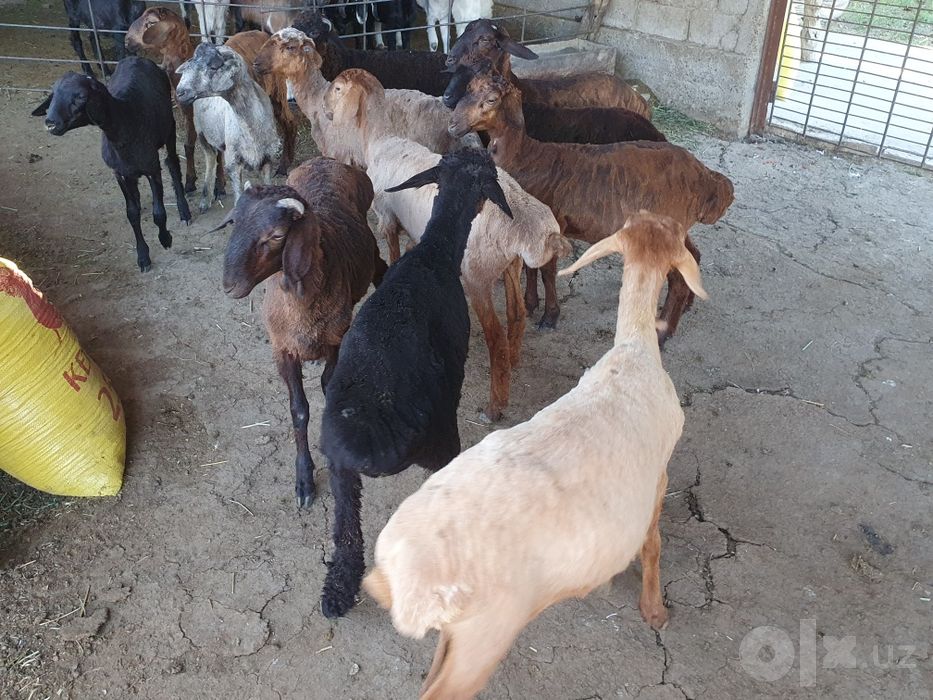 Sotiladi moda erkak aralash qazoqi duragay