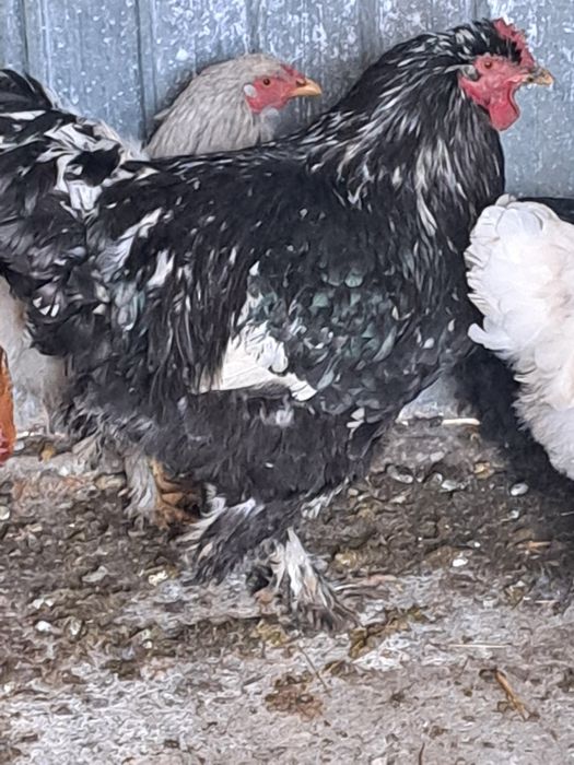 vând sau schimb cocoși brahma