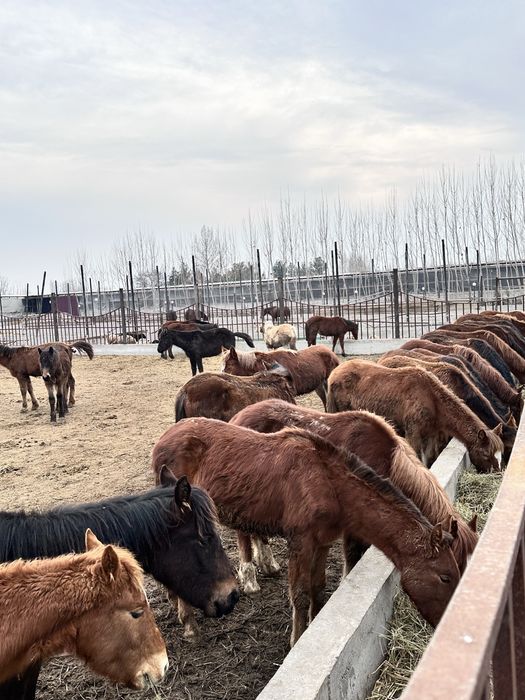 Зотдор тойлар оптом нархда сотилади, Россия Абакан
