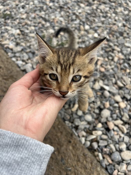 Хорошие котята в хорошие руки.