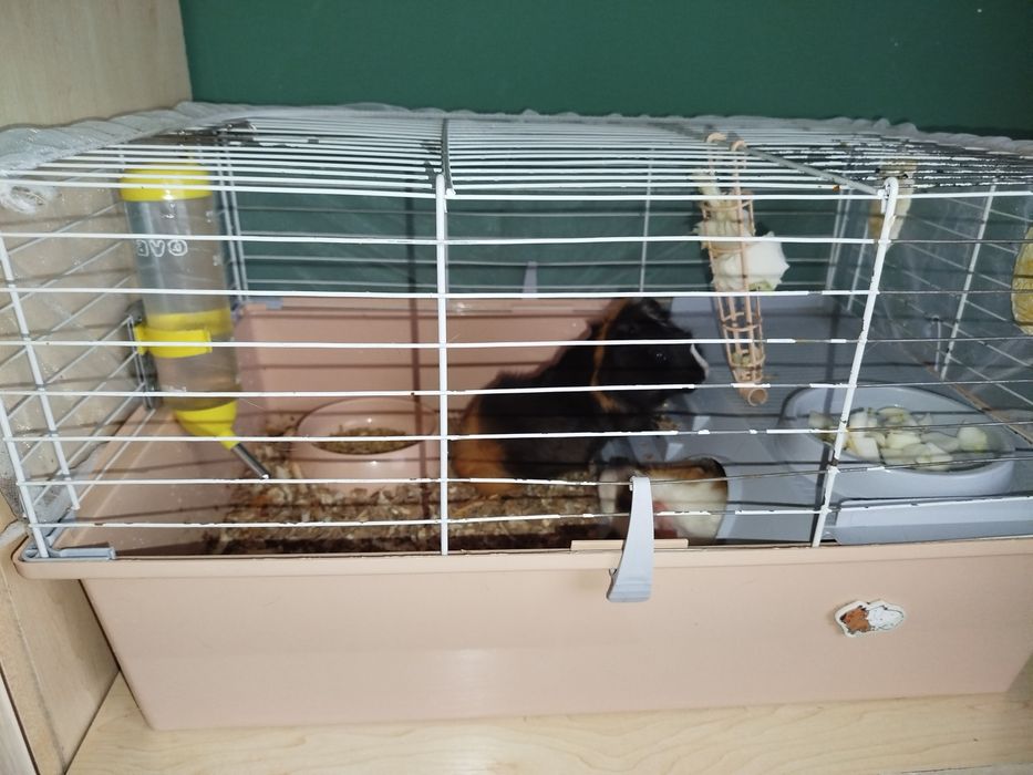 Продаются морские свинки