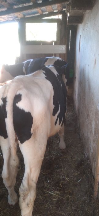 De vânzare un TĂURAȘ  de 6 luni