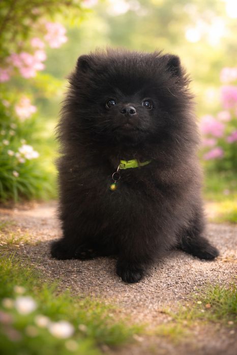 Продается девочка породы Немецкий шпиц