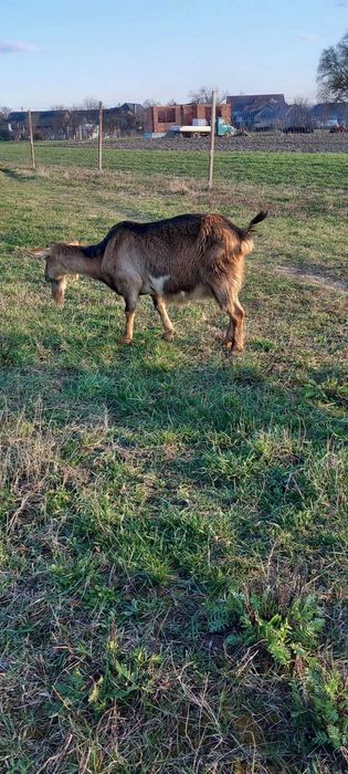 Capre Anglonubiene și Alpine cu iezi !