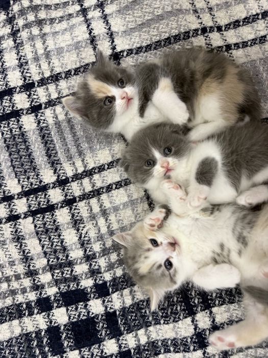 Продаются котята