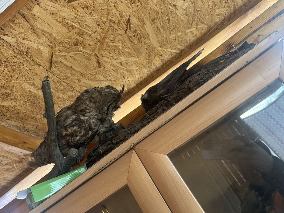 Продам орел сава