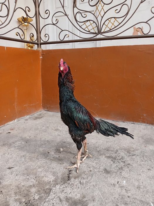 Tanachi Tulak xoroz sotiladi vesi 5,2 kg 8 ta yutugi bor