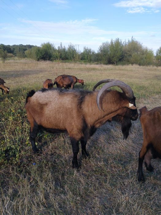 Vând țap alpin francez cu certificat