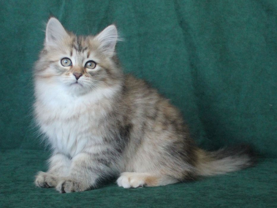 Котенок сибирский