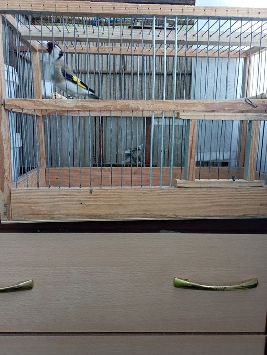 Продам клетку с щеглом.