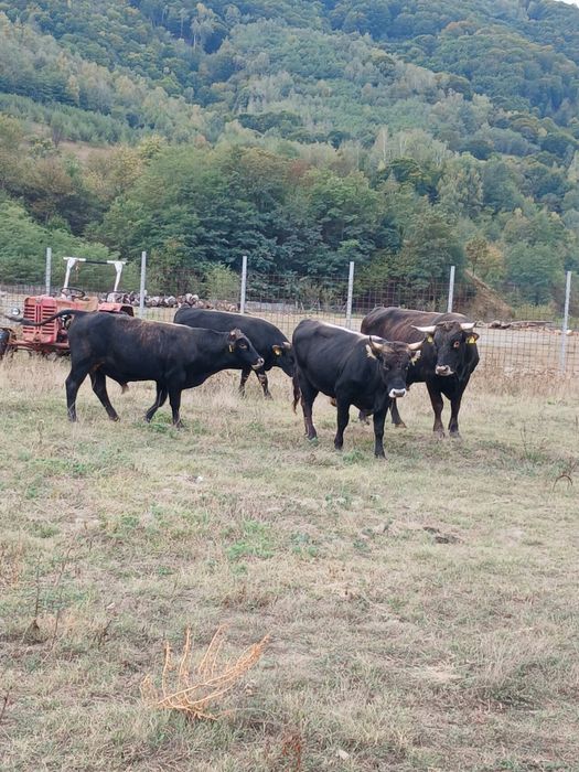 Vând tăurași și taur