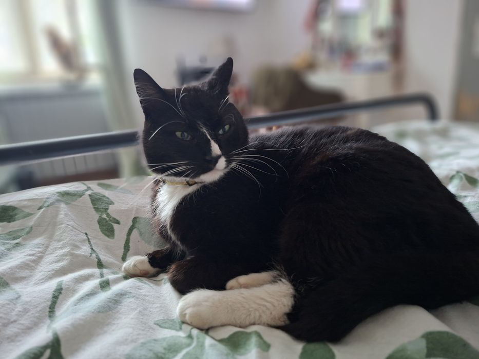 Motan pentru adoptie