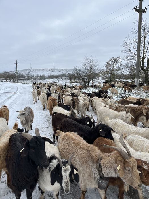 Capre bune de vanzare