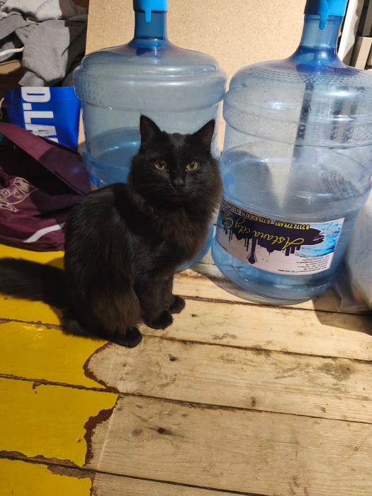 Отдам котика 1.5 года кастрирован