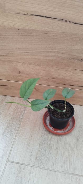 Филодендрон (Philodendron) / Сингониум (Syngonium)