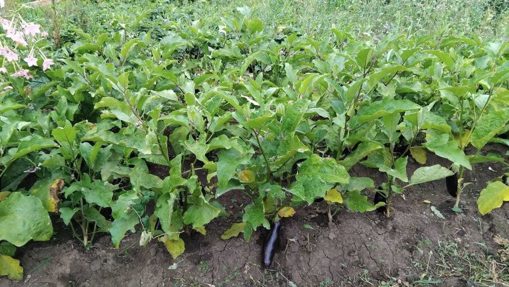 Дача на Телецентре с мансардным домиком.