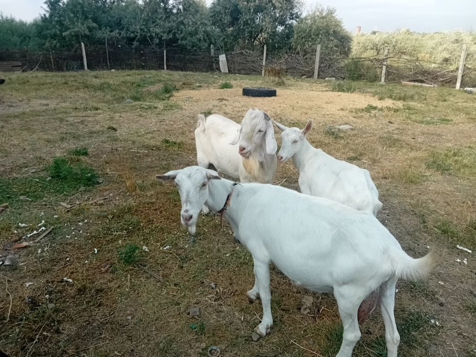 Vând țap bun de  montă