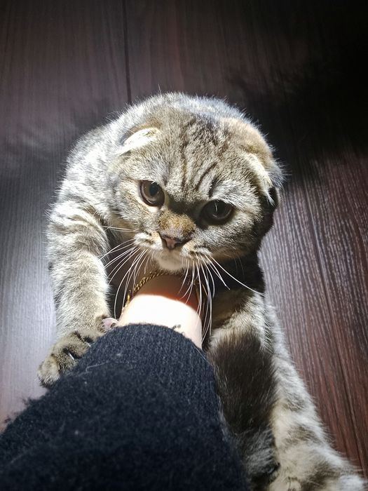 Очень красивая девочка плюшевая Табби