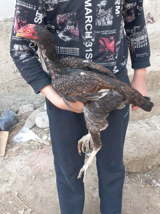 Dakan makiyon sotiladi tuhumga yaqin tozza narsa Manzil fargona