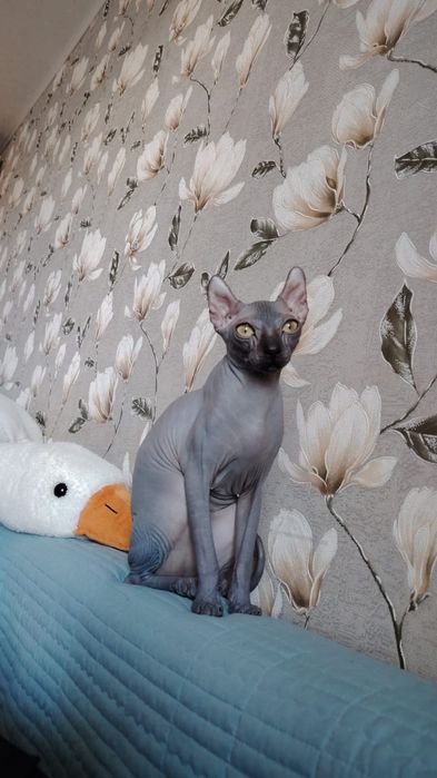 Кошечка сфинкс ищет котика