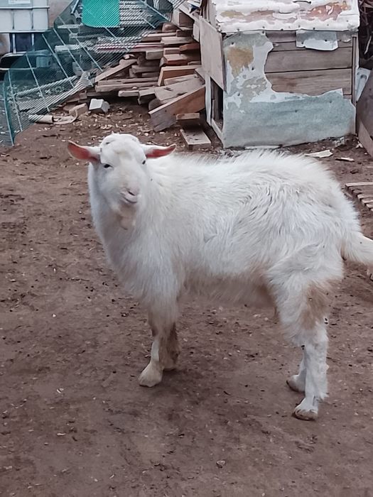 теке лак сатылады